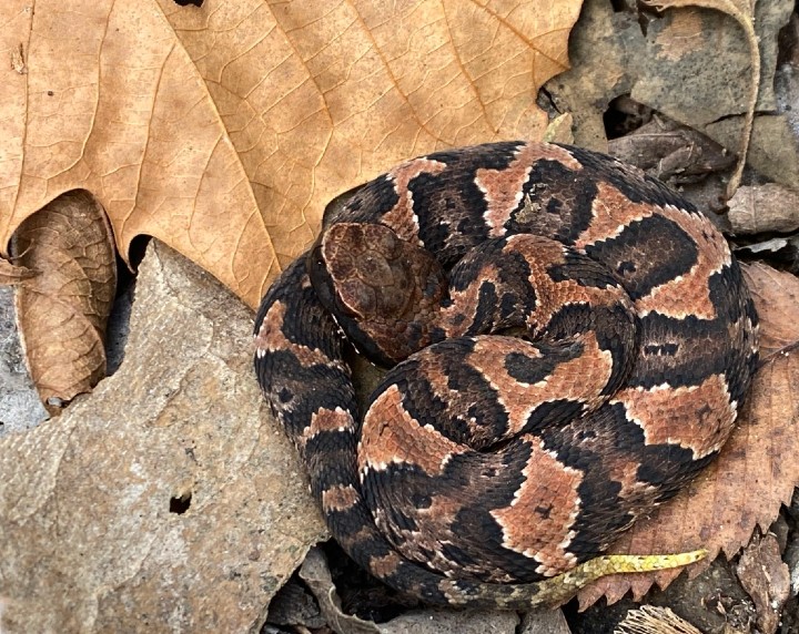 Cottonmouth